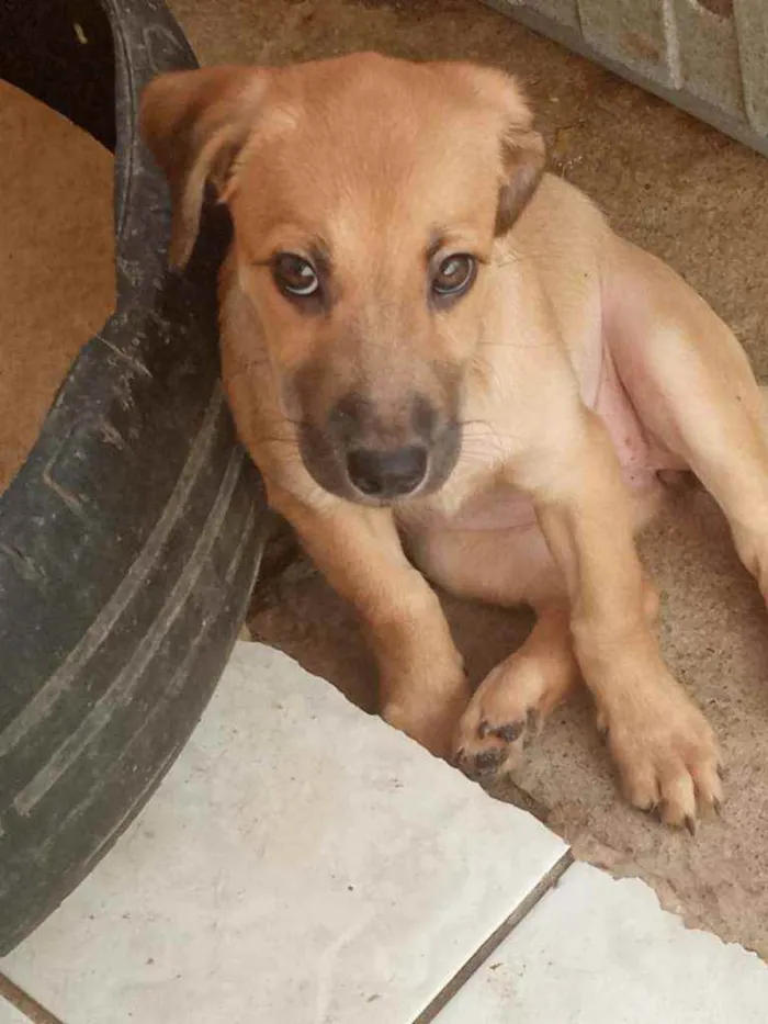 Cachorro ra a SRD idade 2 a 6 meses nome BaixinhaCaramelo