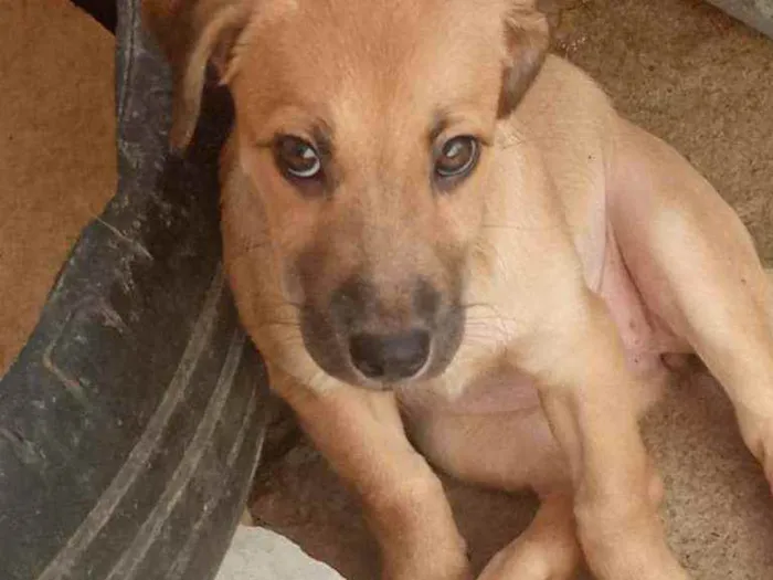 Cachorro ra a SRD idade 2 a 6 meses nome BaixinhaCaramelo