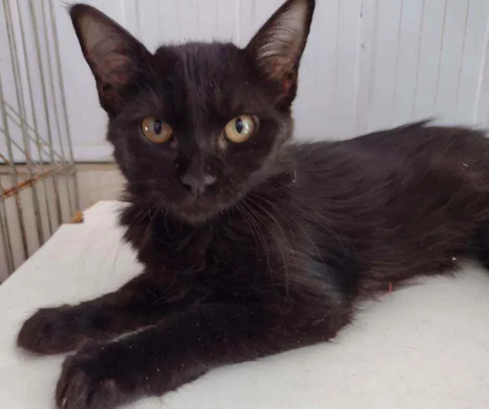 Gato ra a Vira-lata idade 2 a 6 meses nome Shiva
