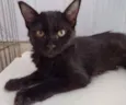 Shiva