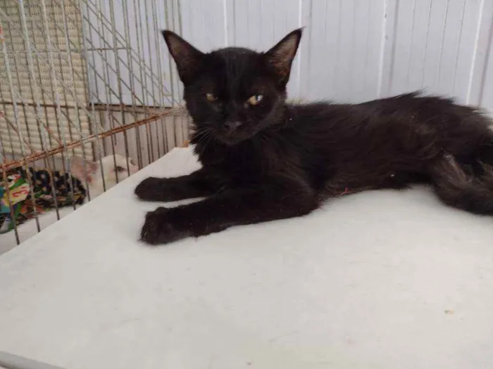 Gato ra a Vira-lata idade 2 a 6 meses nome Shiva