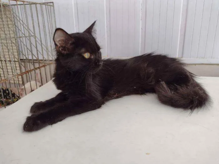 Gato ra a Vira-lata idade 2 a 6 meses nome Shiva