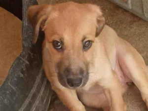 Cachorro raça SRD idade 2 a 6 meses nome BaixinhaCaramelo