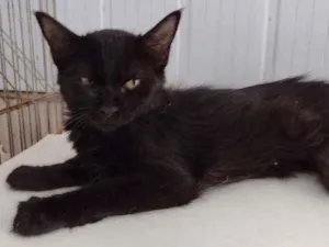 Gato raça Vira-lata idade 2 a 6 meses nome Shiva