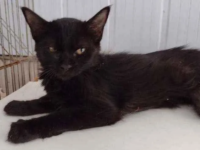 Gato ra a Vira-lata idade 2 a 6 meses nome Shiva