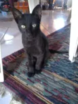 Fofos