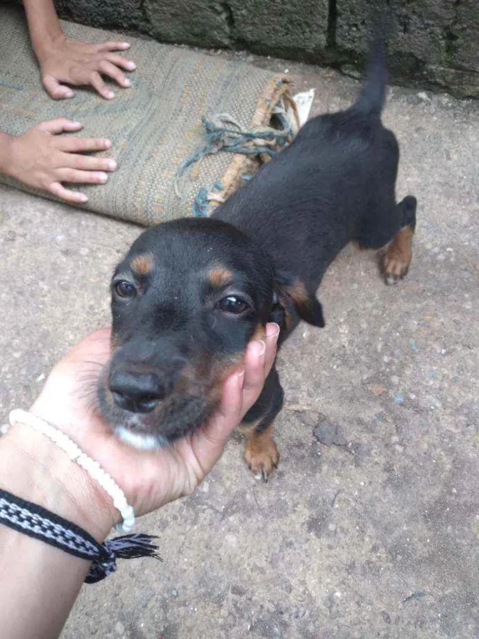 Cachorro ra a Desconhecida  idade 2 a 6 meses nome Estrela