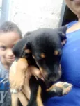 Estrela