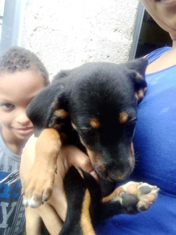 Cachorro ra a Desconhecida  idade 2 a 6 meses nome Estrela