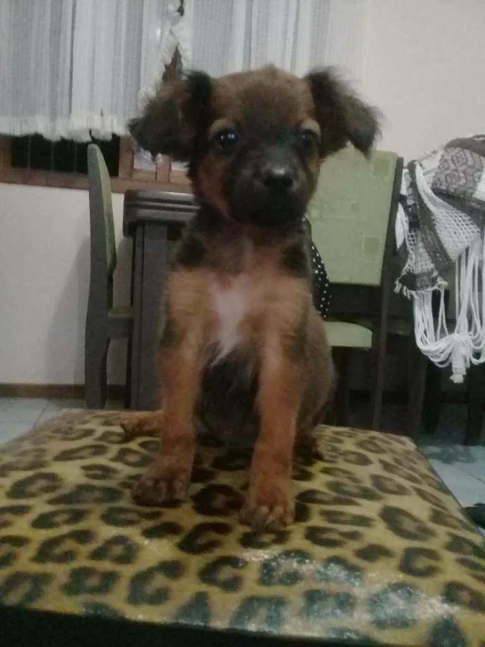 Cachorro ra a Sem raça. idade Abaixo de 2 meses nome Sem nome.