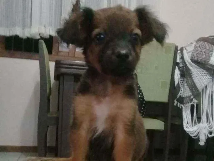 Cachorro ra a Sem raça. idade Abaixo de 2 meses nome Sem nome.