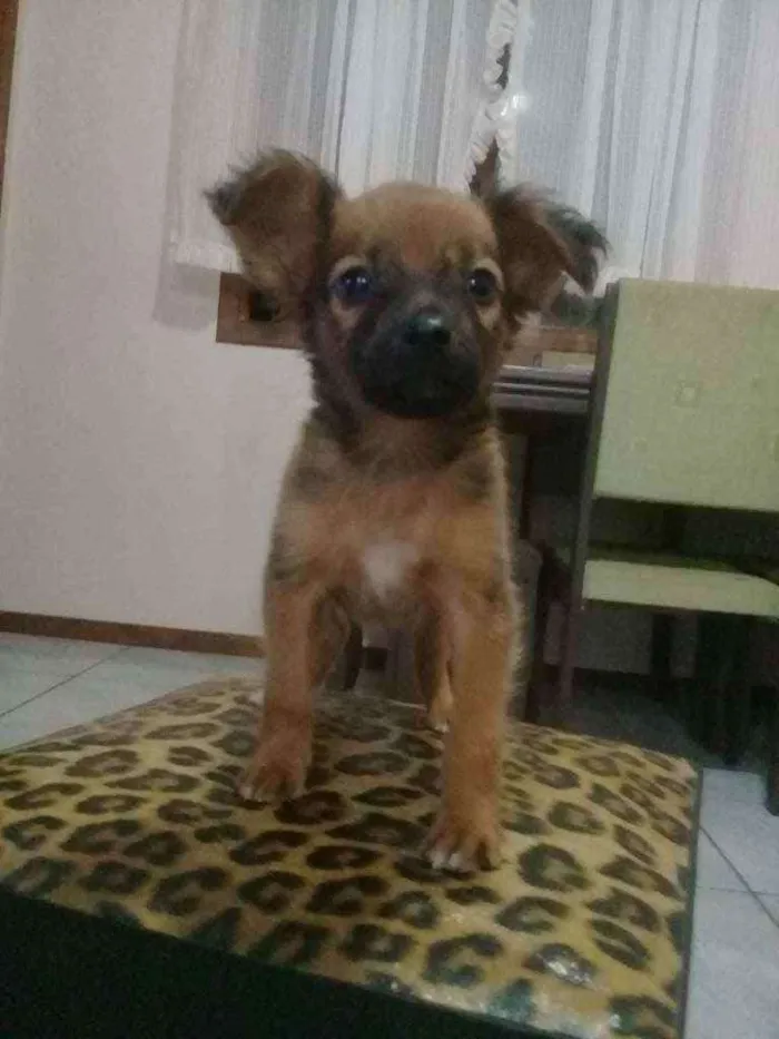 Cachorro ra a Sem raça. idade Abaixo de 2 meses nome Sem nome.