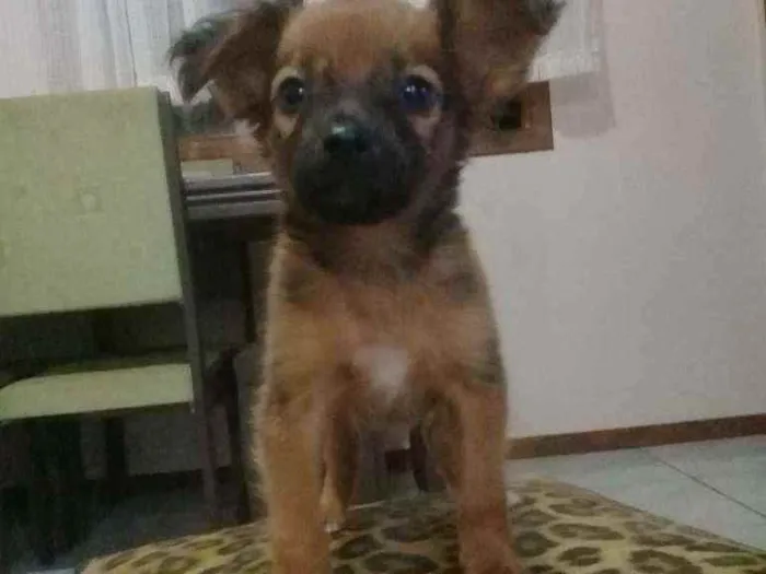 Cachorro ra a Sem raça. idade Abaixo de 2 meses nome Sem nome.