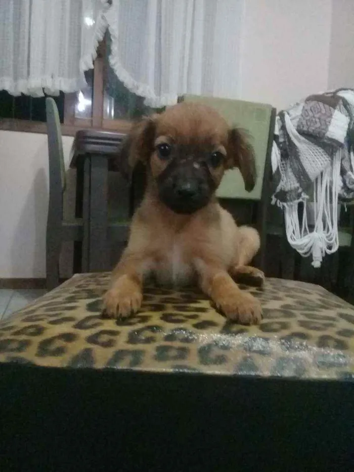 Cachorro ra a Sem raça. idade Abaixo de 2 meses nome Sem nome.