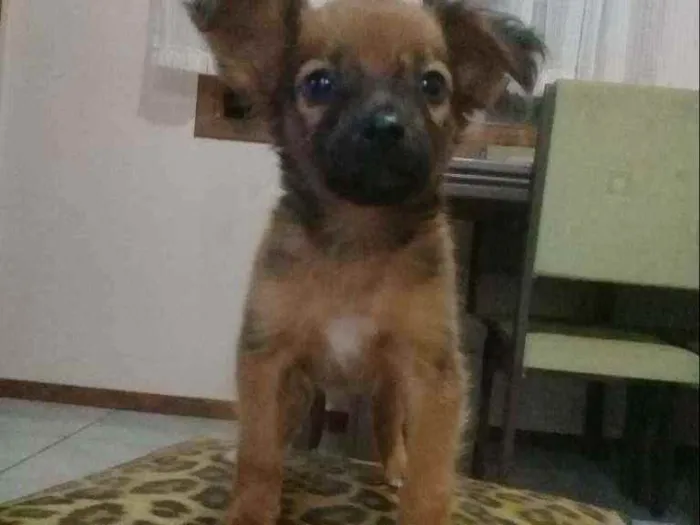 Cachorro ra a Sem raça. idade Abaixo de 2 meses nome Sem nome.