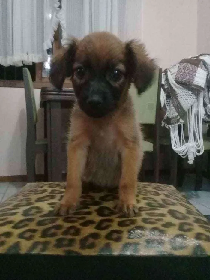 Cachorro ra a Sem raça. idade Abaixo de 2 meses nome Sem nome.