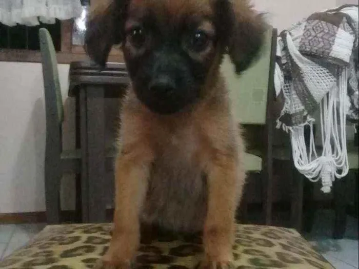 Cachorro ra a Sem raça. idade Abaixo de 2 meses nome Sem nome.