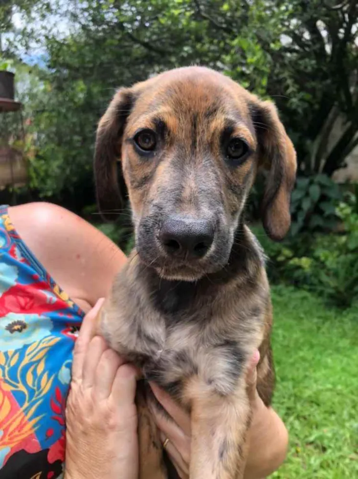 Cachorro raça Sem Raça Definida idade 2 a 6 meses nome Sem nome