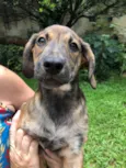 Cachorro raça Sem Raça Definida idade 2 a 6 meses nome Sem nome