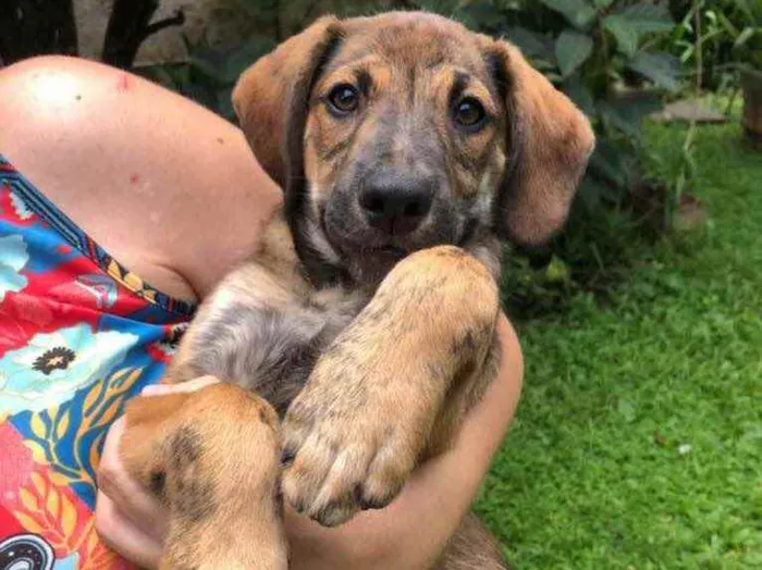 Cachorro raça Sem Raça Definida idade 2 a 6 meses nome Sem nome