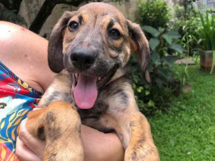 Cachorro raça Sem Raça Definida idade 2 a 6 meses nome Sem nome