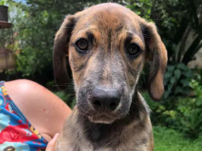 Cachorro raça Sem Raça Definida idade 2 a 6 meses nome Sem nome