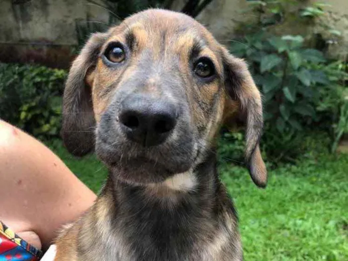 Cachorro raça Sem Raça Definida idade 2 a 6 meses nome Sem nome