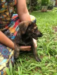 Cachorro raça Sem Raça Definida idade 2 a 6 meses nome Sem nome