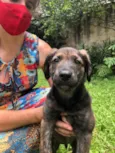 Cachorro raça Sem Raça Definida idade 2 a 6 meses nome Sem nome