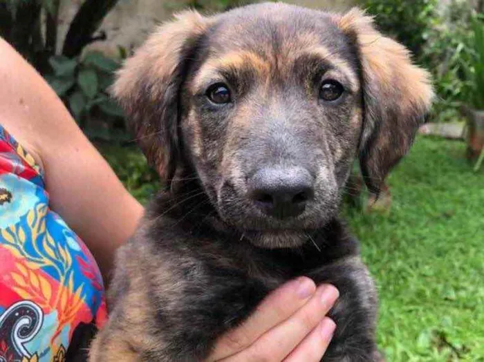 Cachorro raça Sem Raça Definida idade 2 a 6 meses nome Sem nome