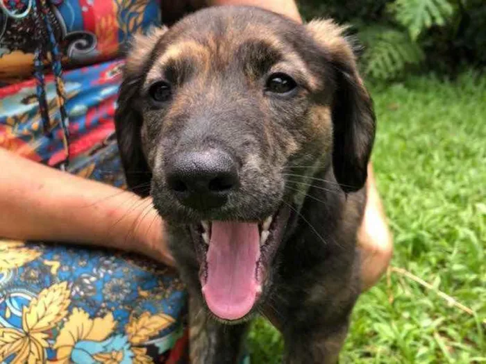 Cachorro raça Sem Raça Definida idade 2 a 6 meses nome Sem nome