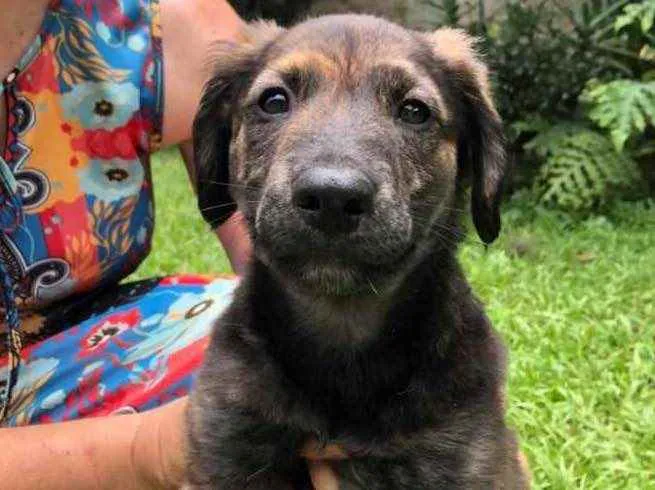 Cachorro raça Sem Raça Definida idade 2 a 6 meses nome Sem nome