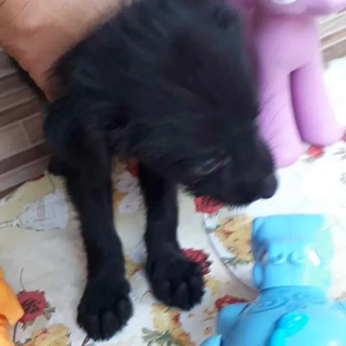 Cachorro ra a SRD idade Abaixo de 2 meses nome Veludo