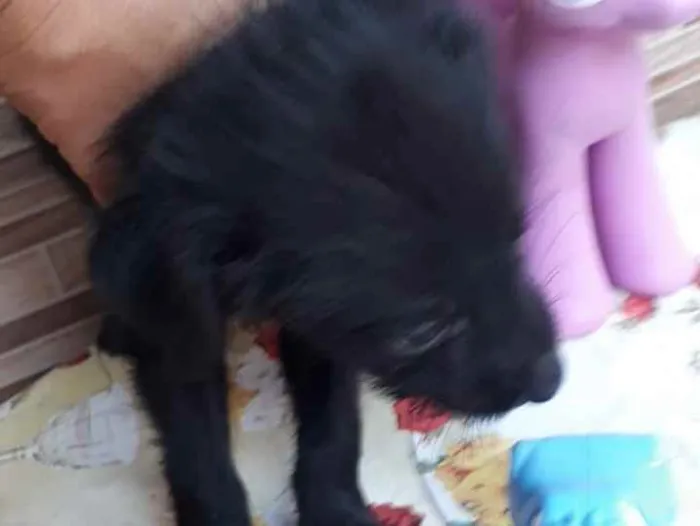 Cachorro ra a SRD idade Abaixo de 2 meses nome Veludo