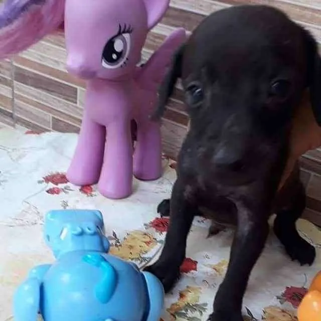 Cachorro raça SRD idade Abaixo de 2 meses nome Zulo