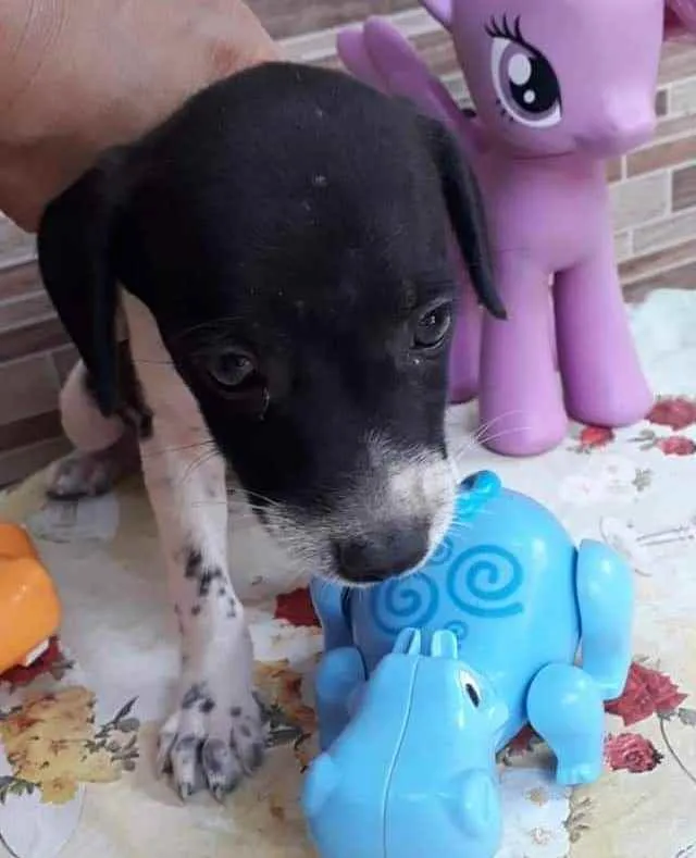 Cachorro ra a SRD idade Abaixo de 2 meses nome Luck
