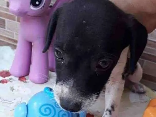 Cachorro ra a SRD idade Abaixo de 2 meses nome Luck