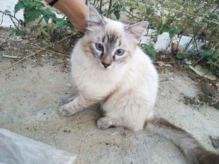 Gato raça SRD idade 1 ano nome Nino