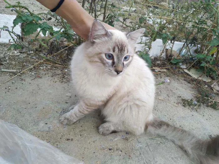 Gato raça SRD idade 1 ano nome Nino