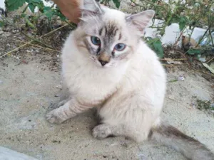 Gato raça SRD idade 1 ano nome Nino