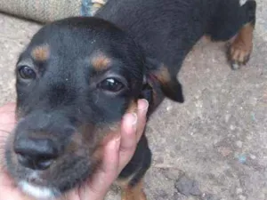 Cachorro raça Desconhecida  idade 2 a 6 meses nome Estrela