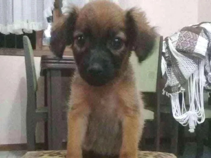 Cachorro ra a Sem raça. idade Abaixo de 2 meses nome Sem nome.
