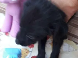 Cachorro raça SRD idade Abaixo de 2 meses nome Veludo