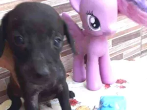 Cachorro raça SRD idade Abaixo de 2 meses nome Zulo