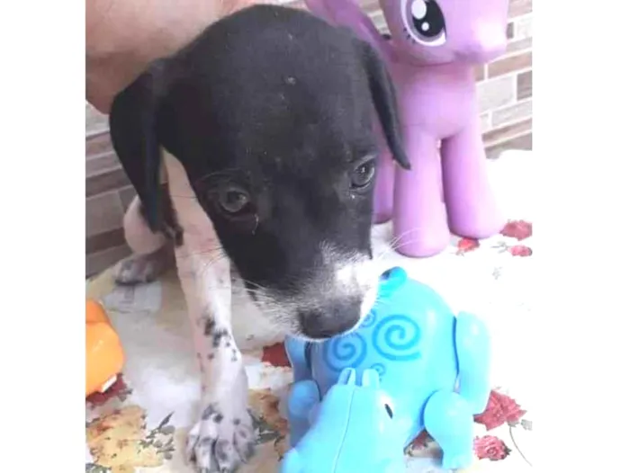 Cachorro ra a SRD idade Abaixo de 2 meses nome Luck