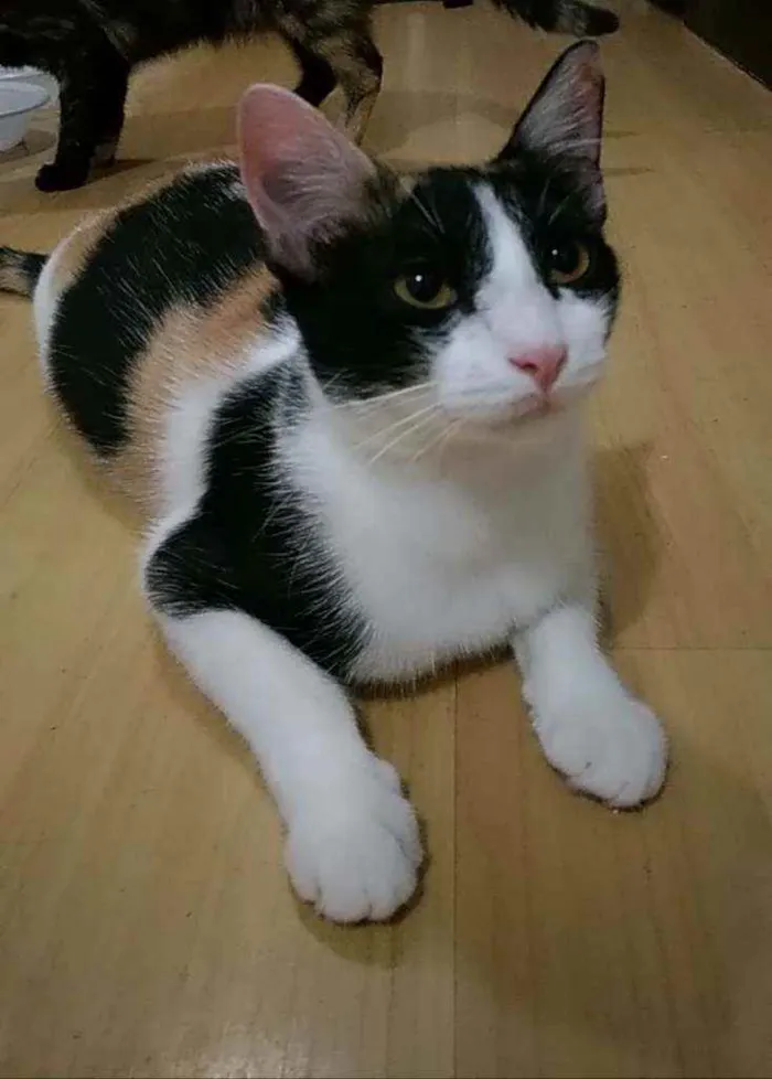 Gato ra a Srd idade 1 ano nome Uriel