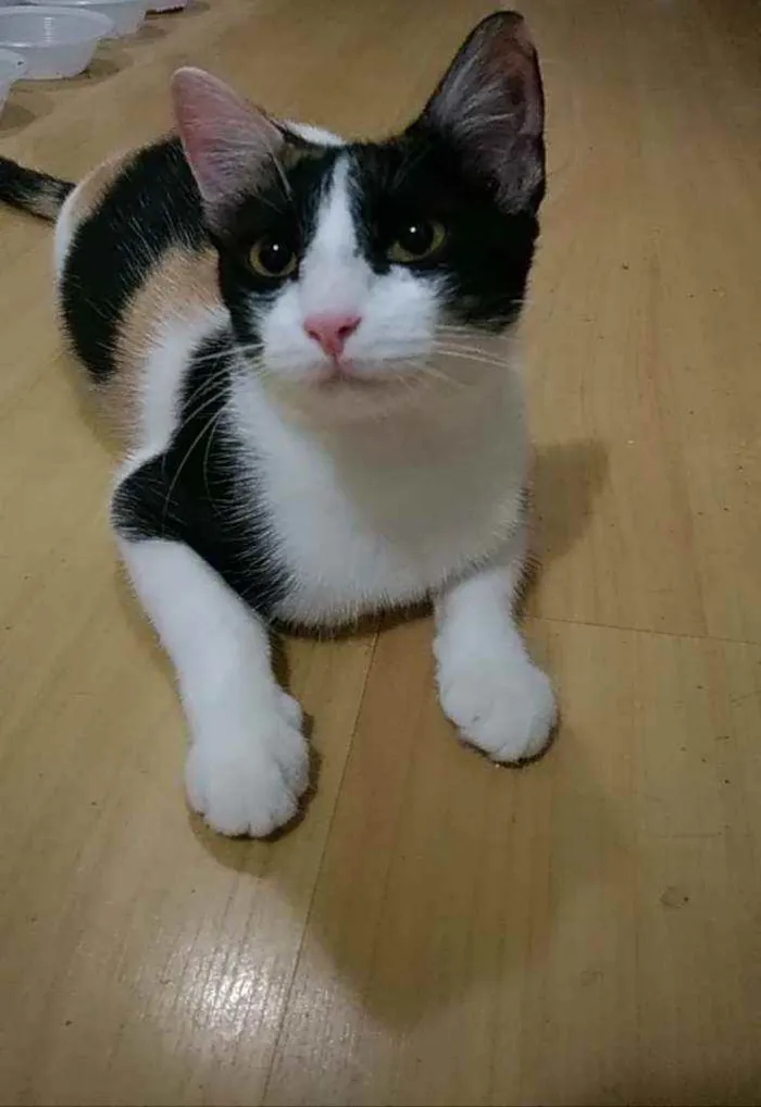 Gato ra a Srd idade 1 ano nome Uriel