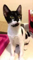 Gigi