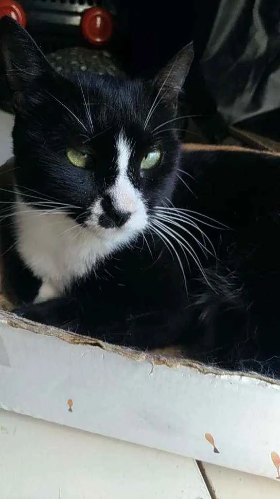 Gato ra a Srd idade 7 a 11 meses nome Lorna