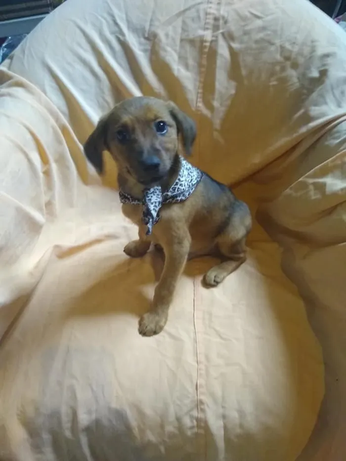 Cachorro ra a SRD-ViraLata idade 2 a 6 meses nome Aaron